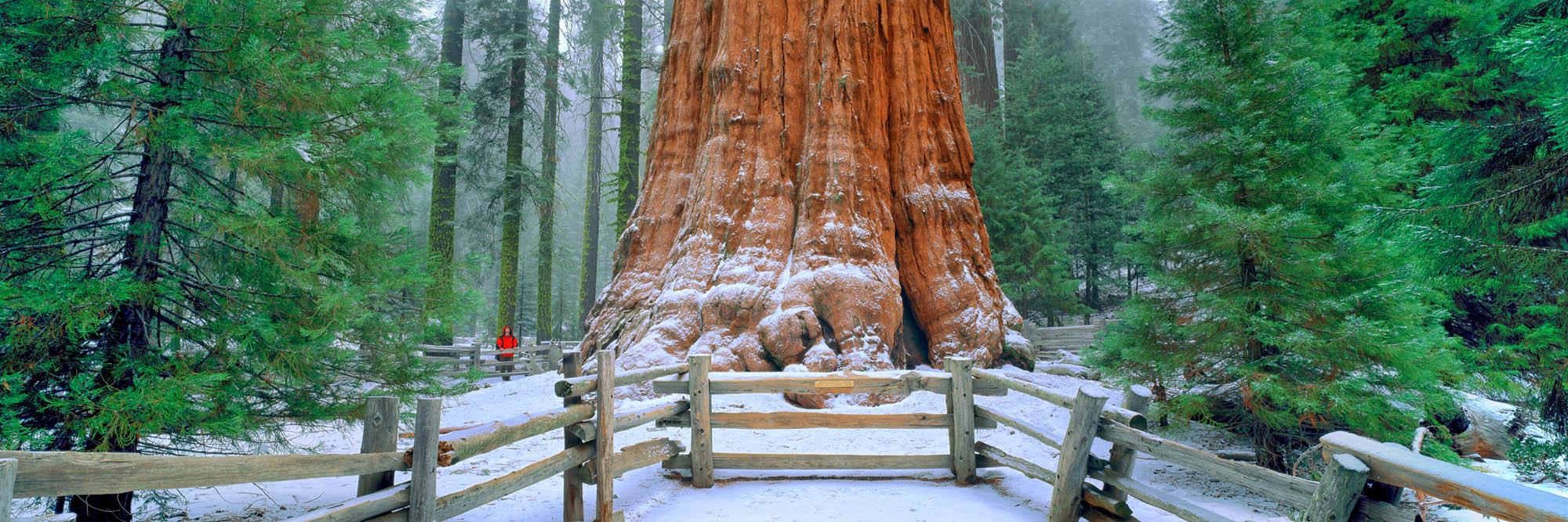 Gen. Sherman Tree, Sequoia N.P