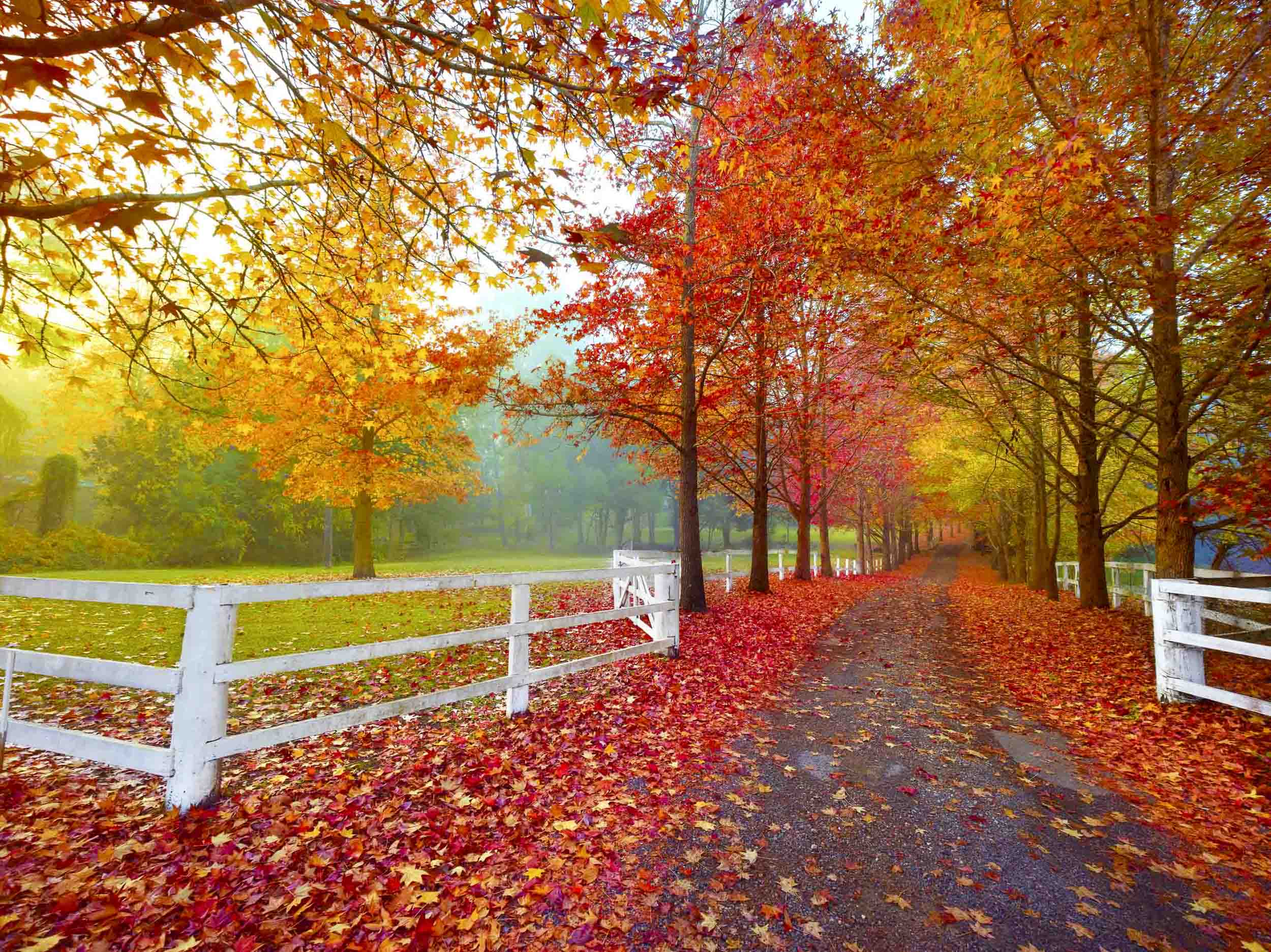 Autumn Symphony