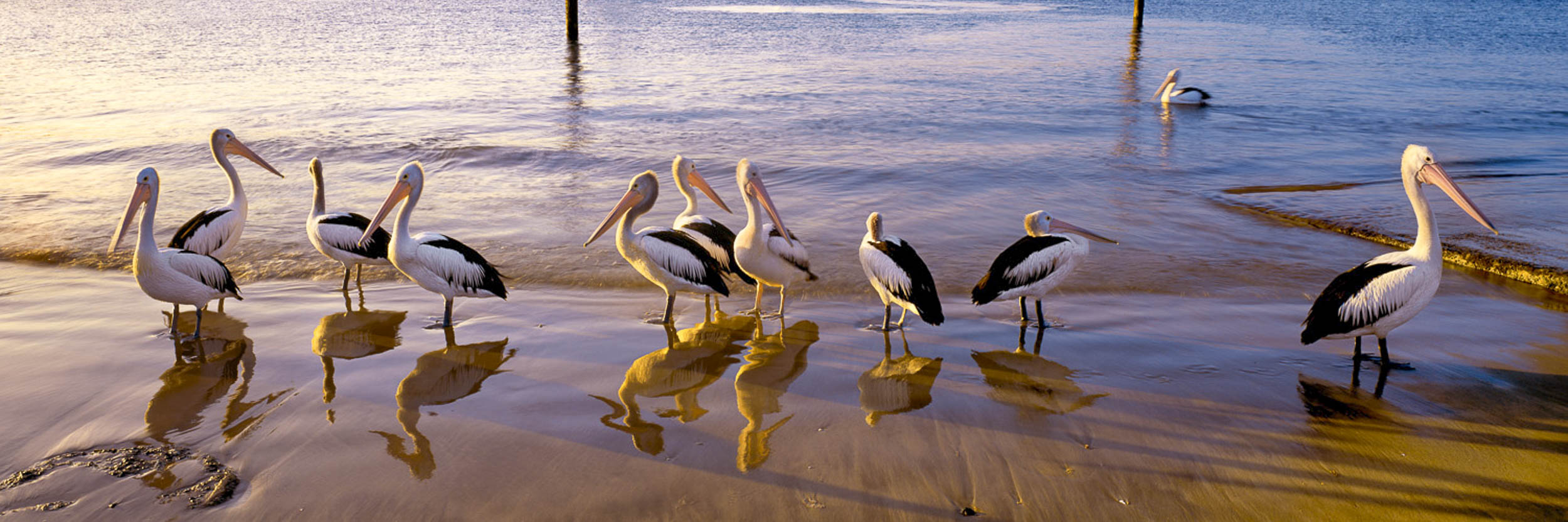 Nature's Fishermen