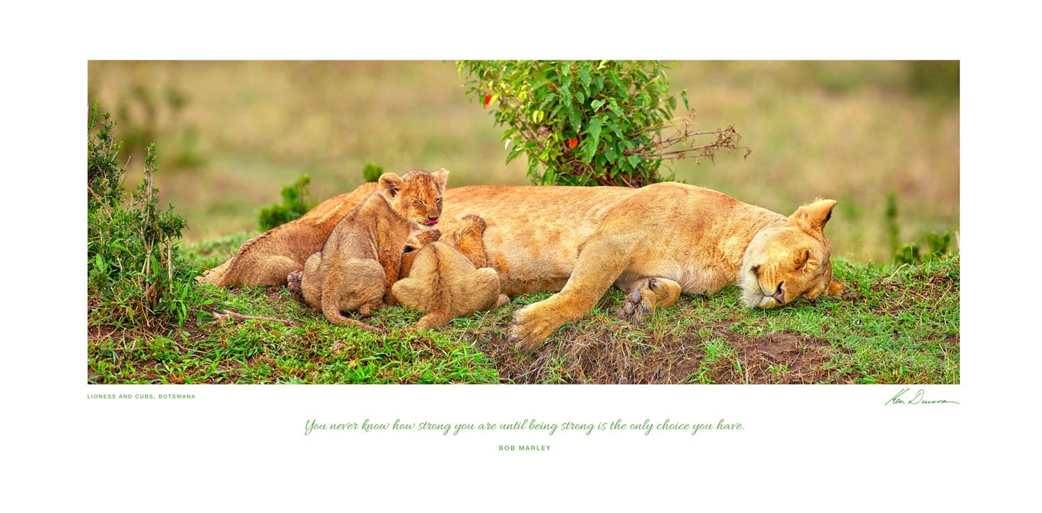 POSTER OF PURPOSE - LIONESS AND CUBS, BOTSWANA - Inspirational