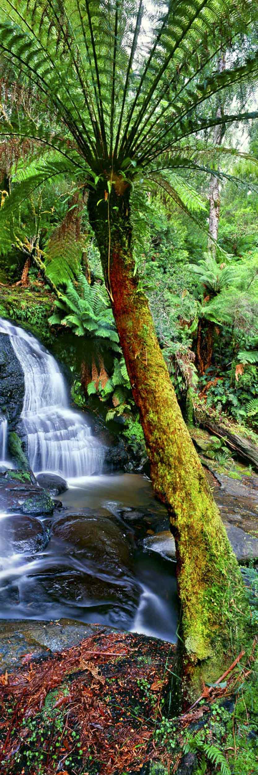 Otway Eden, VIC