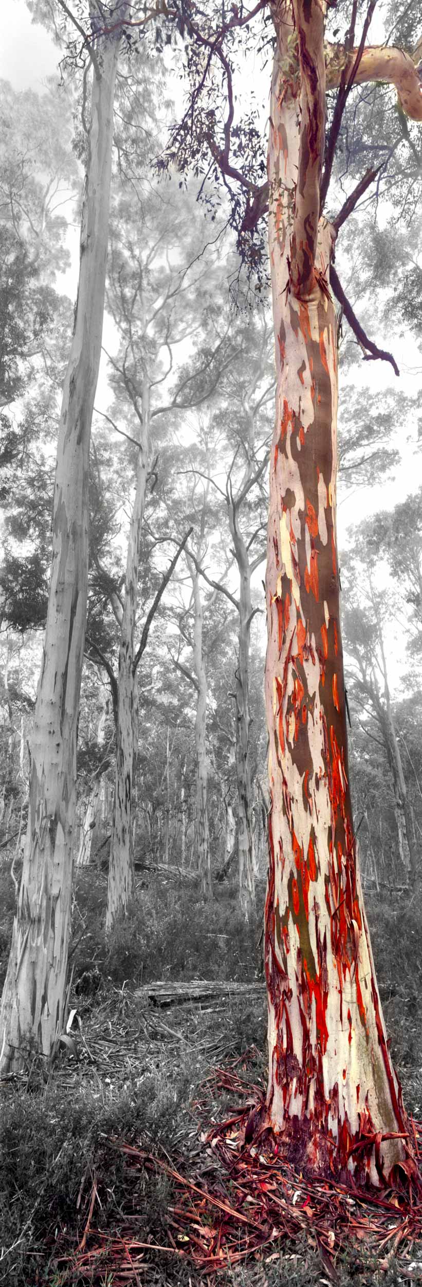 Standing Tall, VIC